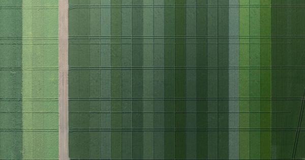 Fenntartható termesztéstechnológiai megoldások a kalászos növények esetében

A kalászos növények termesztése során a fenntarthatóság kiemelt jelentőséggel bír, hiszen a környezeti hatások minimalizálása és a termelési hatékonyság növelése egyaránt fontos 