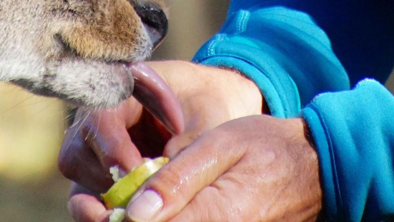 Pokoli nap: egy rémült vadállat életét mentették meg a hősies mentőcsapat tagjai.