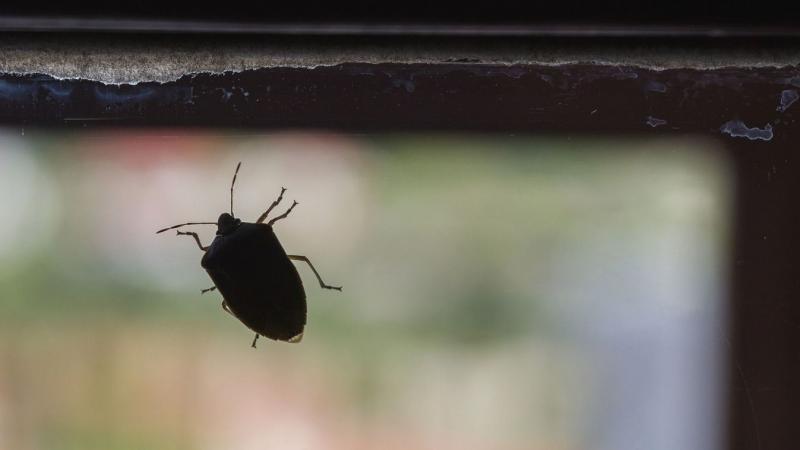 Poloskák, kullancsok és parlagfű - ki az, aki képes átvészelni a hideg hónapokat? A válasz sokkolóan érdekes!