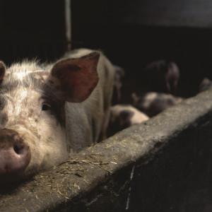 Újra felbukkant a határmenti területeken az afrikai sertéspestis, ami aggasztó fejlemény a helyi gazdák számára.