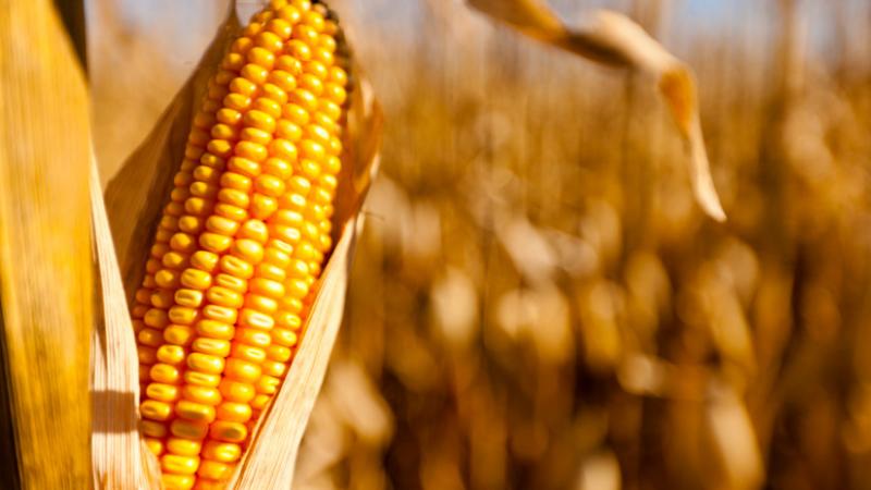 Zuhanórepülésben a szója és a kukorica ára: a gazdák helyzete aggasztó - Agro Napló

A mezőgazdasági termelők számára aggasztó hírek érkeznek a szója és a kukorica áraival kapcsolatban, amelyek meredeken csökkentek az utóbbi időszakban. Ez a trend komoly 