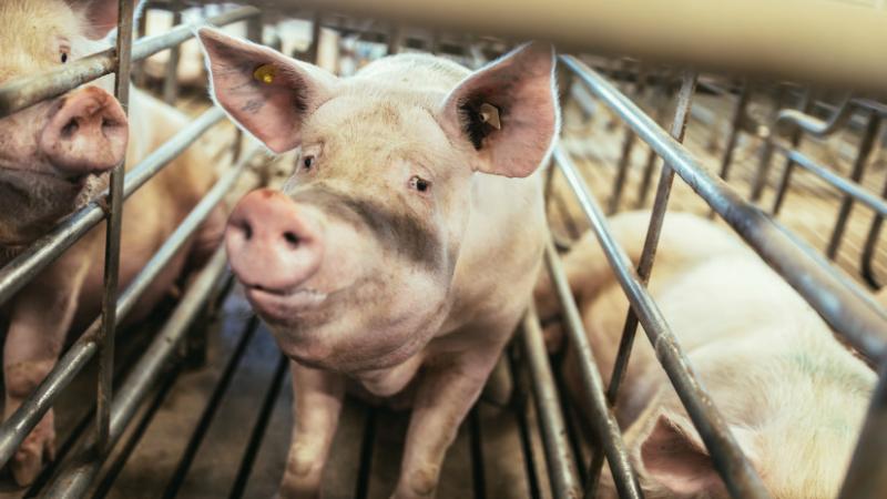 Megkezdődött a milliárdos források elosztása - Agrárszektor

A mezőgazdasági szektorban új korszak kezdődik, hiszen elindult a milliárdok kiosztásának folyamata. Az agrárgazdaság számára kiemelkedő jelentőséggel bíró támogatások révén új lehetőségek nyíln