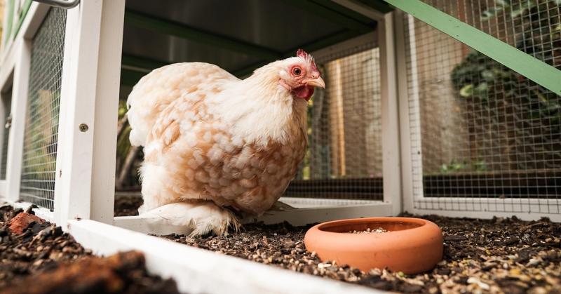 Baromfitartás: Antibiotikumok használata körültekintően!

A baromfitartás során sok gazda az antibiotikumokhoz nyúl, hogy megakadályozza a betegségek kialakulását és javítsa az állatok egészségét. Azonban fontos, hogy ezt a megoldást felelősségteljesen al