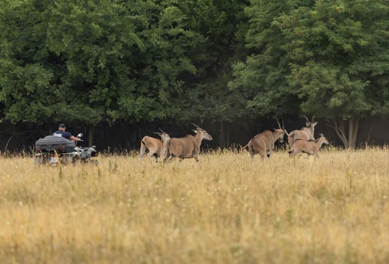 A hatvanpusztai út lezárása várható, így megszűnik az a lehetőség, hogy a látogatók megcsodálják a zebrák és antilopok lenyűgöző látványát.